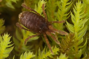 Media type: image;   Invertebrate Zoology 29554